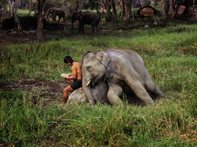 elephant-and-mahout-thai